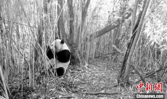大熊猫国家公园汶川园区：红外相机拍到大熊猫等多种野生动物影像