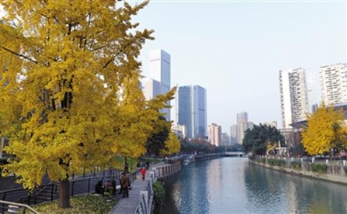 成都锦江河畔银杏美景趁着叶子还没落完坐上公交看银杏去