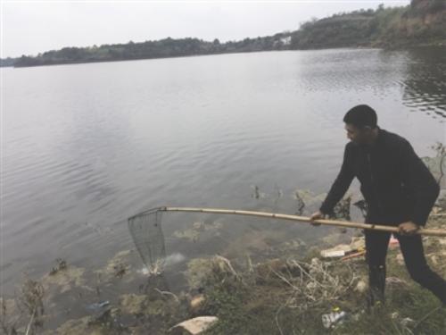 成都龙泉湖半个多月捞出300斤死鱼 巡逻队：放生不当所致