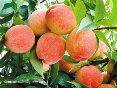 挑选还是大有讲究 蜜桃、蟠桃、油桃哪种好？