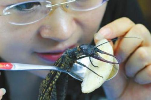 青城山发现世界最大水生昆虫越中巨齿蛉 上榜吉尼斯世界纪录