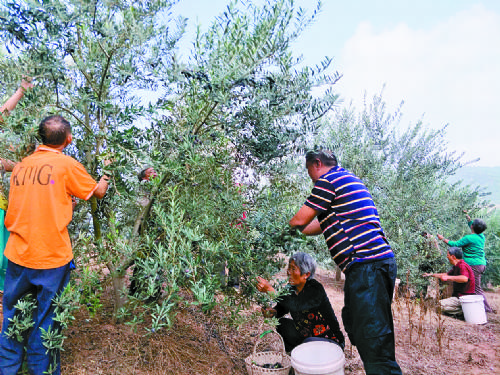 金堂油橄榄迎来大丰收 绿化山岭带动旅游发展