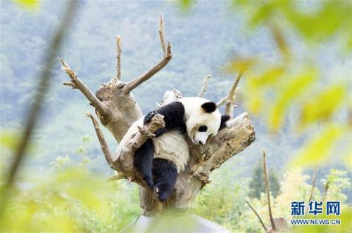 网友担忧四川卧龙野生雪豹伤害大熊猫 专家：几乎不会相遇