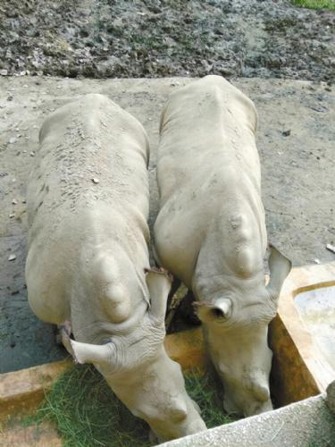 成都动物园迎来“萌物”新添两只小白犀 来给它们取个名字吧！