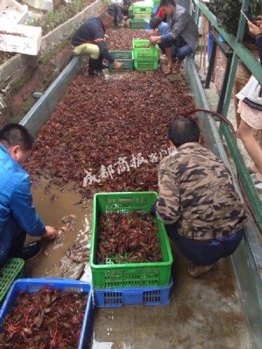 成都小龙虾供不应求批发价半月上涨50% 涨幅是近5年来最高的一次