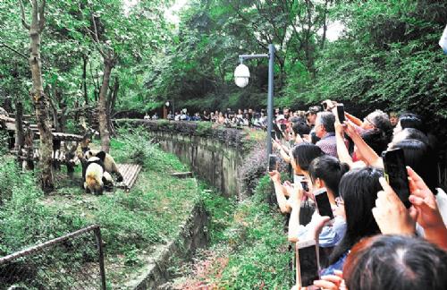 中法共建大熊猫生态创意产业园 熊猫引路全球宾客“滚滚”来
