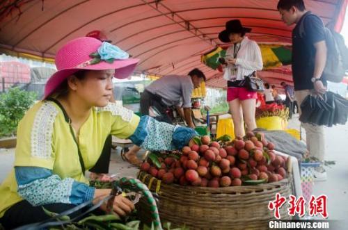 广西钦州灵山荔枝文化旅游节开幕
