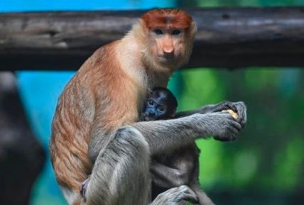 印尼国宝长鼻猴在广州长隆野生动物世界产子 两猴宝公开征名