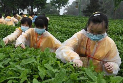 两岸青少年在重庆定心茶园体验中国茶道文化