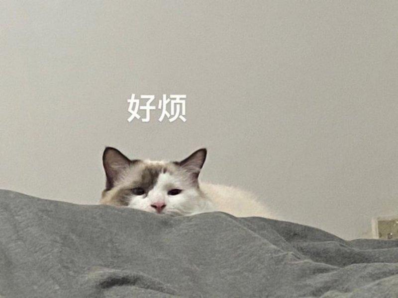 终于等到RGB-Mini LED改进版！这台TCL Q9M让好色彩持久不褪色