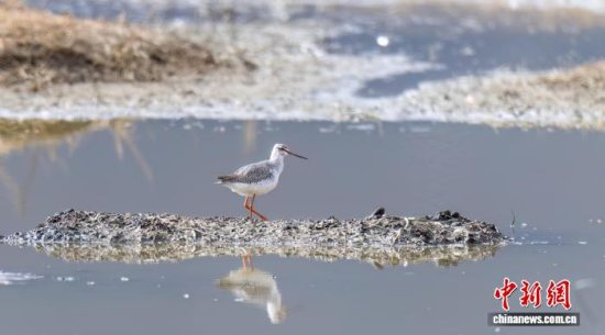 云南迪庆纳帕海新记录到鹤鹬、细嘴鸥两种鸟类 总数增至268种