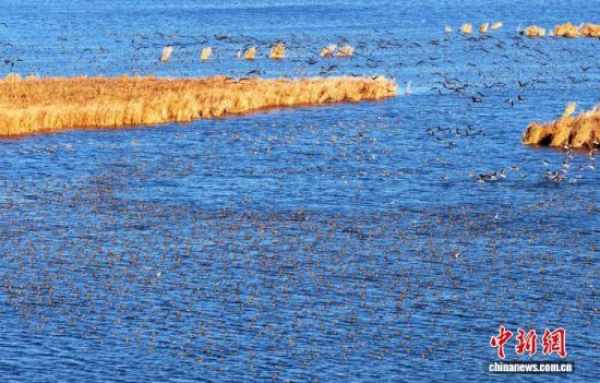 “京津冀最美湿地”衡水湖数万只候鸟齐飞形成“鸟浪”奇观 “观鸟游”升温