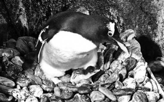 成都浩海立方海洋馆成功孵化出两只巴布亚企鹅 3岁时可确认性别