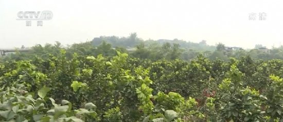 泸州市黄桷村金秋柚子挂满枝头果园里柚香四溢 正是丰收好时节