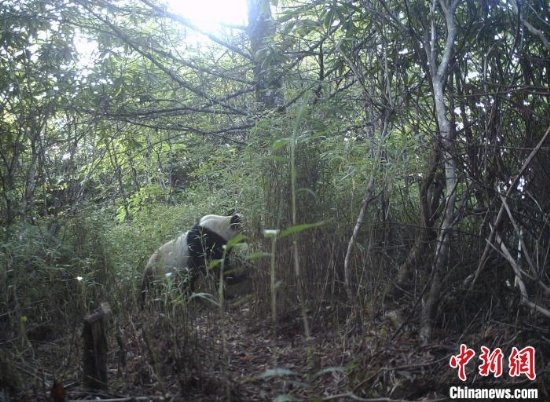 大熊猫国家公园蜂桶寨片区：野生大熊猫帮助“清理”保护区红外相机镜头