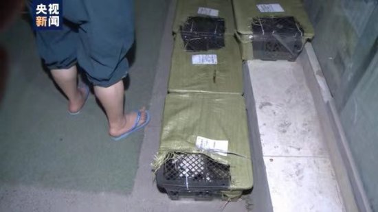 四川省邮政管理局通报：“宠物盲盒”涉事企业被立案调查