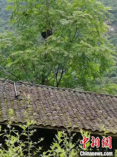 广元市青川县一野生黑熊出没民宿 偷吃蜂蜜后爬上树睡大觉