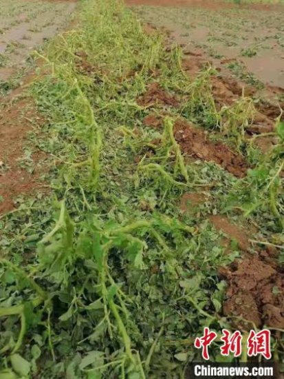 保定易县、阜平、曲阳、唐县遭受风雹袭击 520余公顷农作物受灾