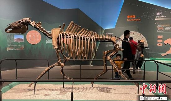 “古兽传奇——大连第四纪古生物化石特展”在杭州开幕