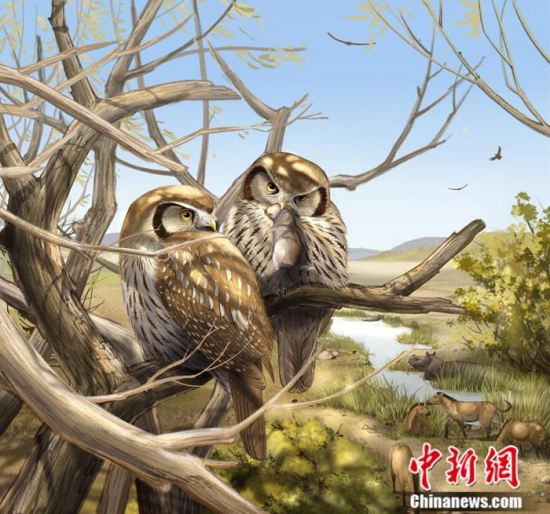 中国科学院科研团队发现最早猫头鹰化石 600万年前竟然不是“夜猫子”