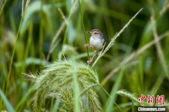 2021年武汉重点区域鸟类监测年报：记录野生鸟类增至357种