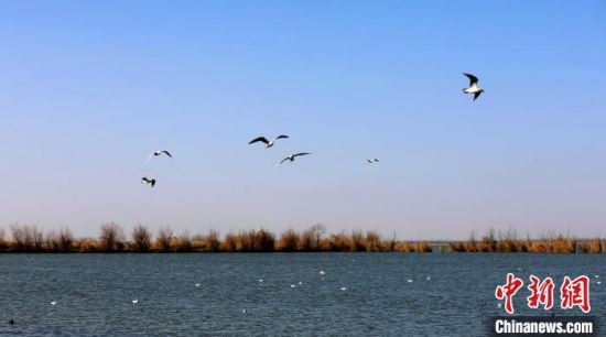 衡水湖春季鸟类迁徙已近尾声 监测到迁徙鸟类70余种10万余只