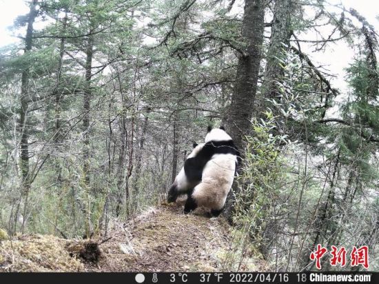 四川黄龙自然保护区红外线相机拍摄大熊猫聚集打斗争夺交配权