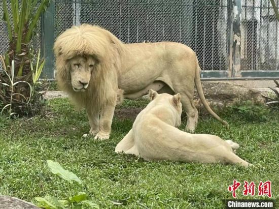 广州动物园一只“齐刘海”狮子走红网络 回应：天生就这样