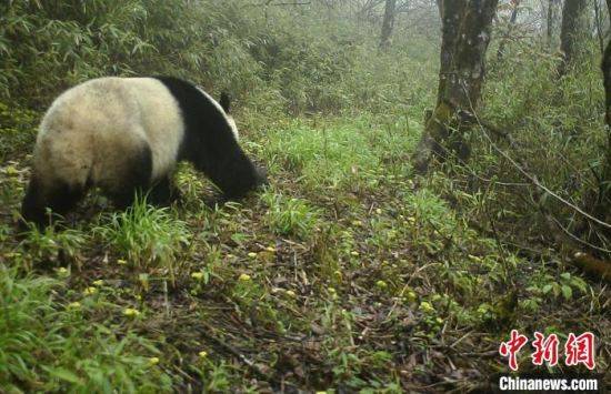 大熊猫国家公园宝兴县蜂桶寨片区：野生大熊猫撒尿标记领地被记录