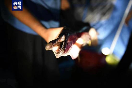 汝州市城市公园云禅湖水域发现的“怪鱼”抓住了 系外来物种2条鳄雀鳝