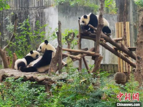 成都大熊猫繁育研究基地为大熊猫端上丰盛的“中秋大餐”
