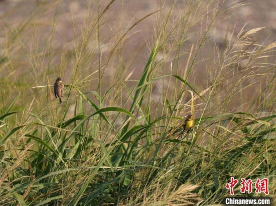 40只世界级濒危物种黄胸鹀现身洞庭湖益阳市大通湖区
