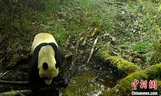 雅安市宝兴县：野生大熊猫外出喝水被红外线相机记录