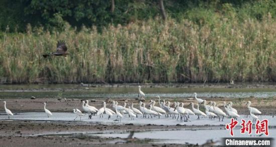 100多只全球濒危鸟类“黑脸琵鹭”飞抵深圳湾湿地过冬
