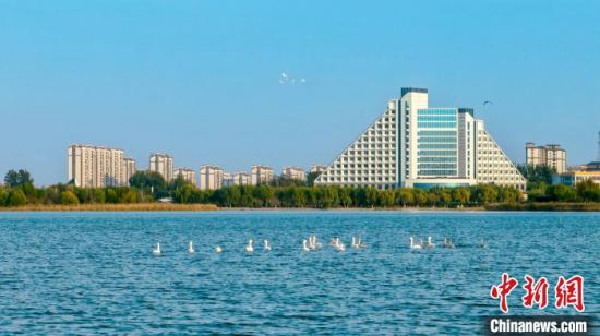 逾50只天鹅迁徙停歇“京津冀最美湿地”衡水湖国家级自然保护区