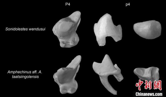 中国科学院研究人员发现约2000万年前猬亚科新属种化石 牙齿特别食性特殊