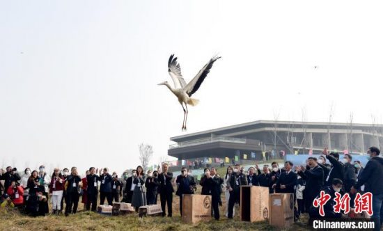 救护候鸟放飞活动在江西鄱阳湖国家级自然保护区举行 9只“掉队”候鸟重回鄱阳湖