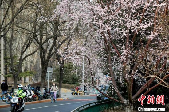 今春北京121家公园推出赏花片区 举办60项春季文化活动