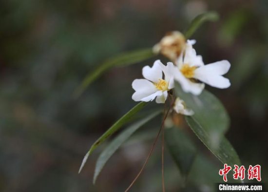 湖北竹山发现国家二级保护珍稀濒危植物长瓣短柱茶