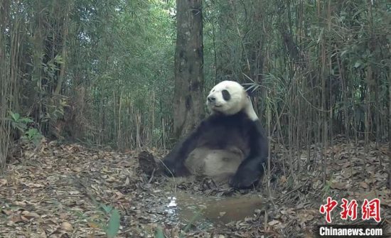 大熊猫国家公园四川雅安市荥经片区现多种野生动物
