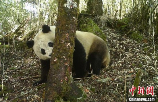 大熊猫国家公园雅安石棉片区：野生大熊猫“出双入对”被记录