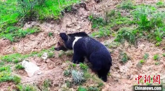 果洛藏族自治州班玛县：棕熊闯入牧民家 警民合力驱赶回山林