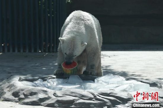加喷淋、送冰块、铺凉席…… 北京动物园开出消夏“凉方”