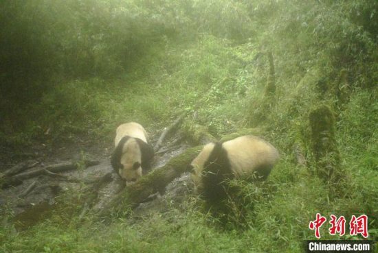 宝兴：两只野生大熊猫在蜂桶寨“网红水塘”结伴而行