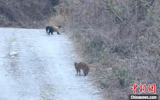 雅安市宝兴县：村民拍到豹猫与黄喉貂野外同框画面