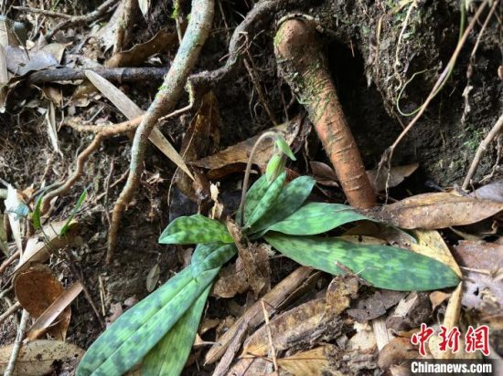 广东从化陈禾洞省级自然保护区首次发现国家一级重点保护植物紫纹兜兰