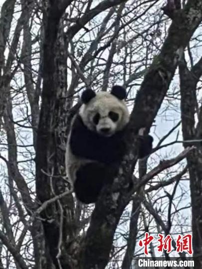 陕西太白山国家级自然保护区再现大熊猫母子“同框”