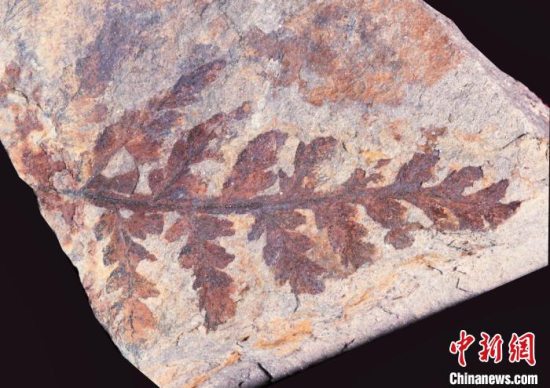 十堰市郧西县坎子山地区发现3亿多年前古植物化石群
