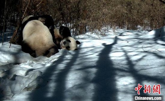 雅安市石棉县：拍摄到野生大熊猫雪地里“谈恋爱”影像资料