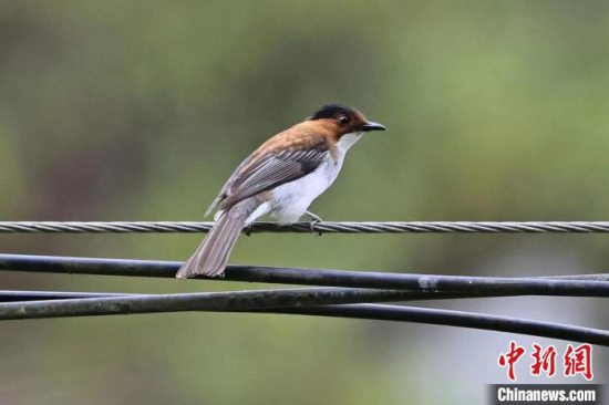 湖北神农架林区发现新记录鸟种栗背短脚鹎